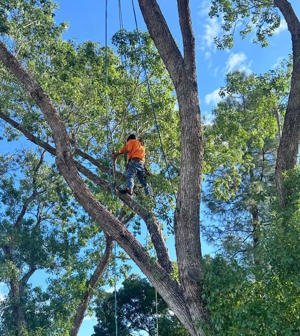 tree-service-4